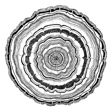 Tree Rings 8x10 Art Print by Tanya Madoff, black and white illustration